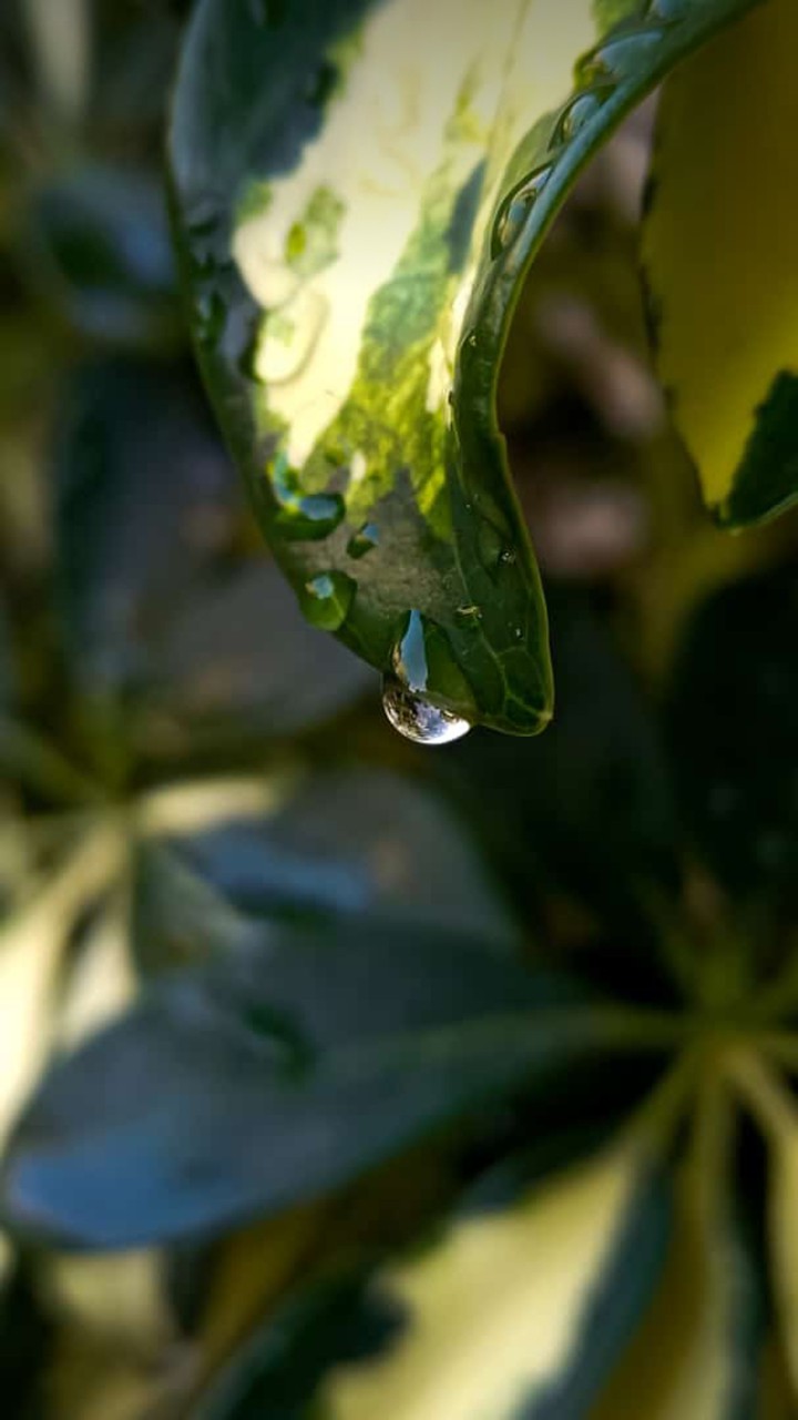 leaf