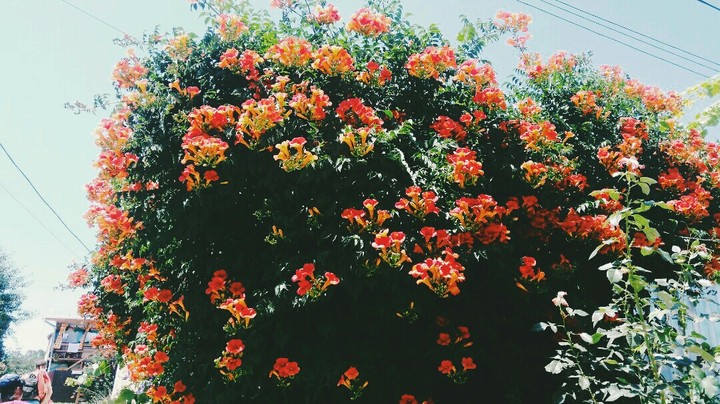 Flowers