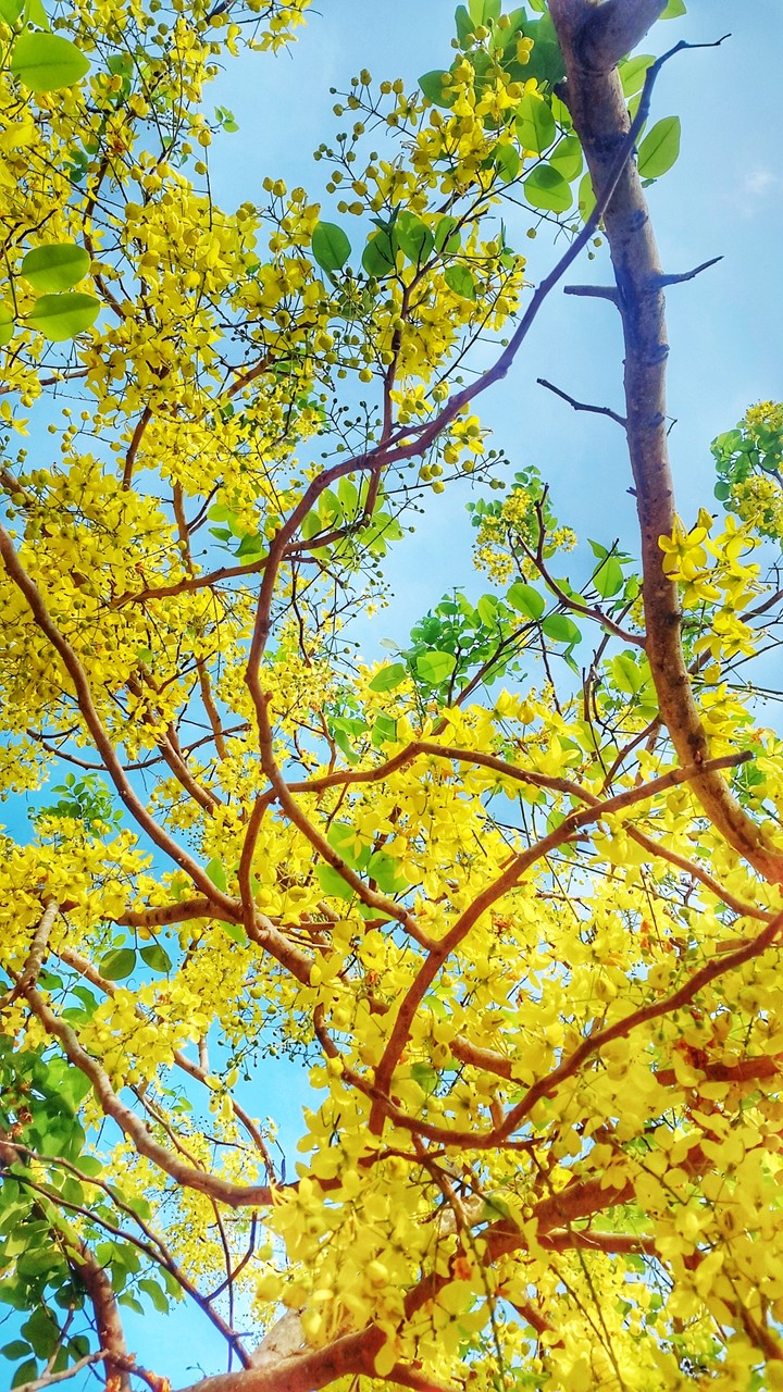 Yellow Flowers