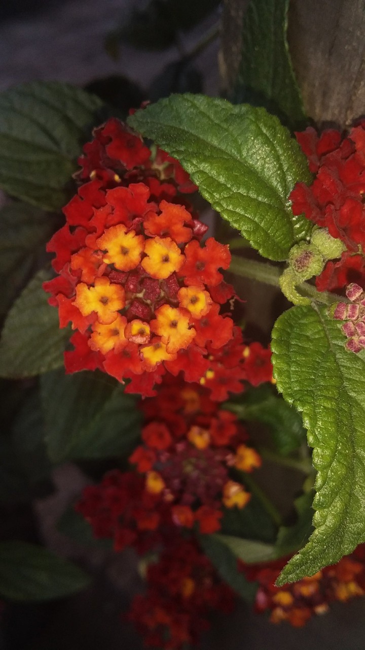 Flor