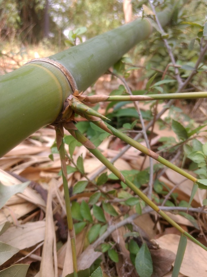 jungle pic.... #bamboo