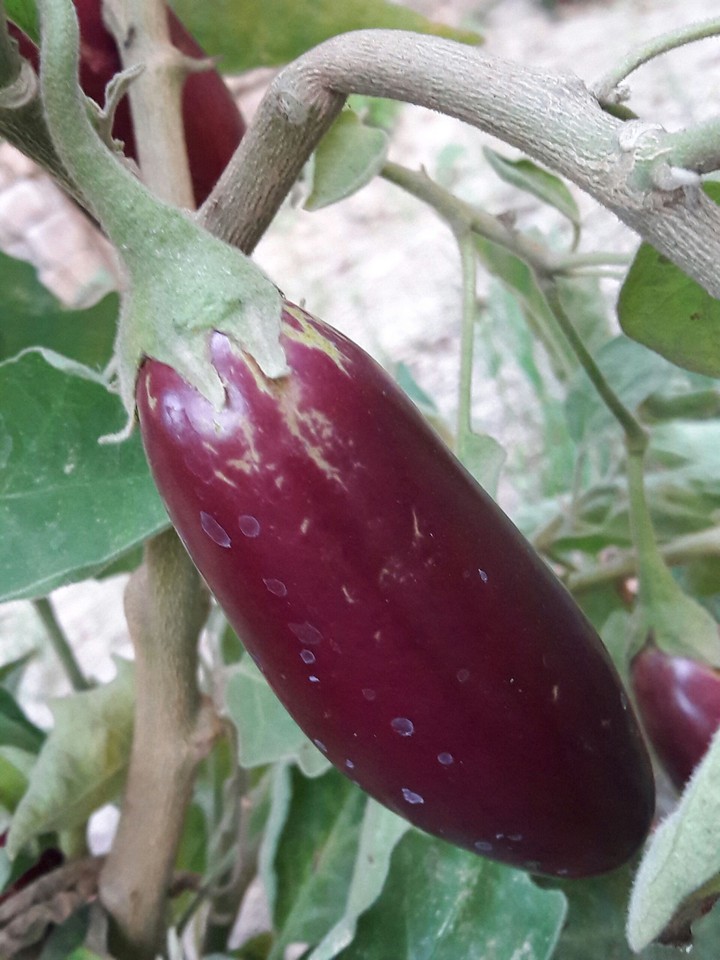 baigan