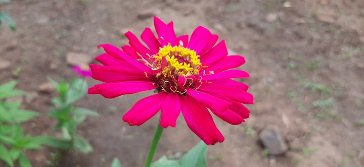 Red Buetiful  Nature  Flower  Photo