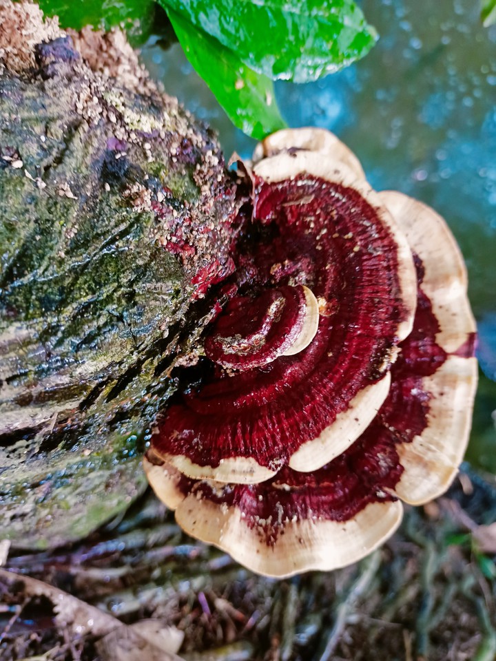 masroom