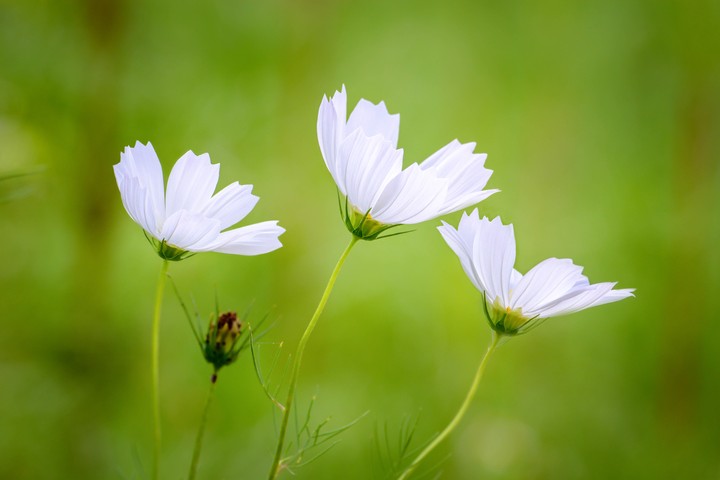 코스모스
