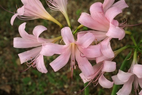 רקעים lilies, amaryllidaceae
