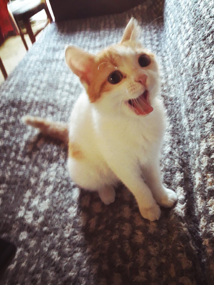 the cat