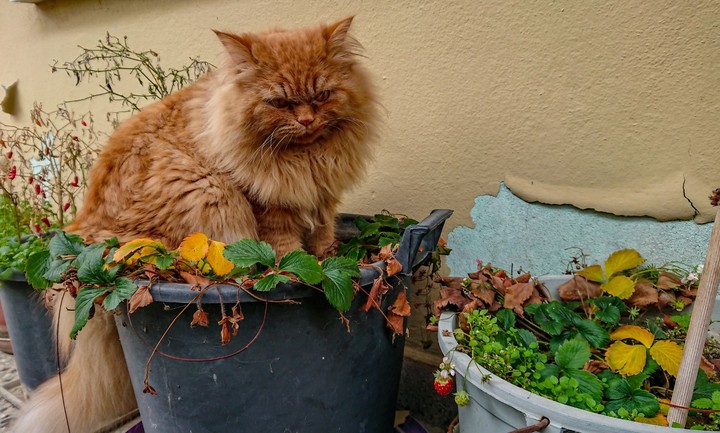 cat cat