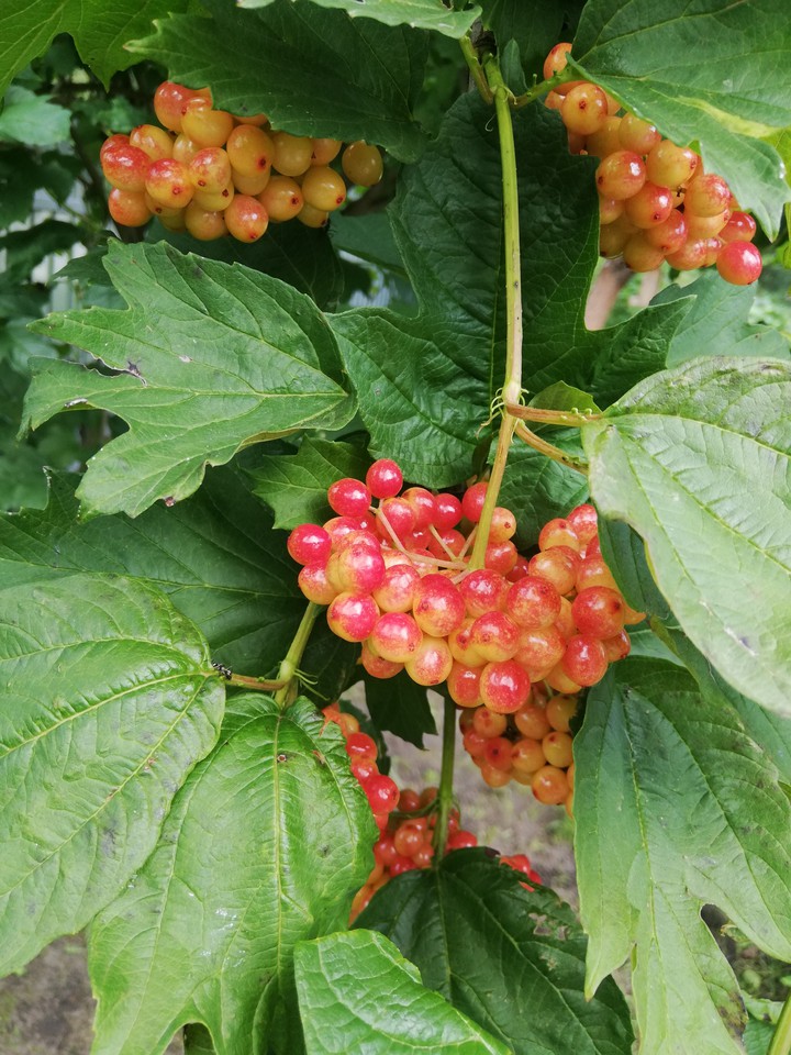 калина