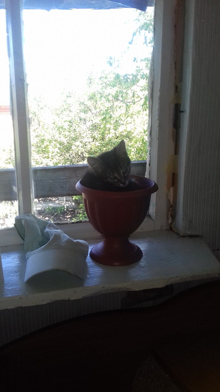кот