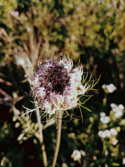 sfondi summer, flower