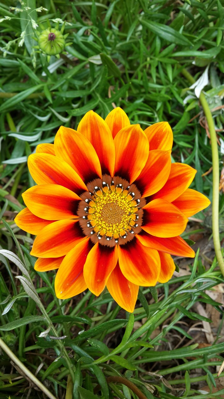Gazania Flower