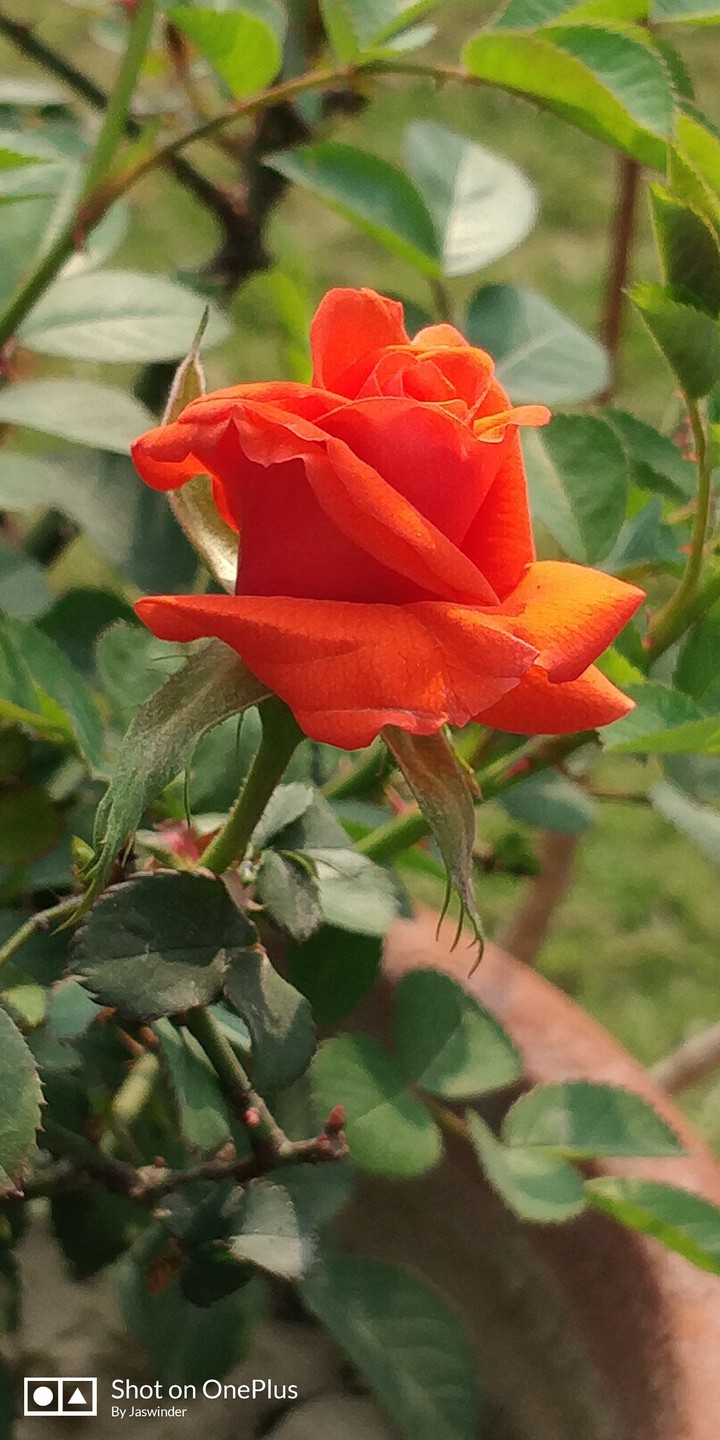 Red Rose
