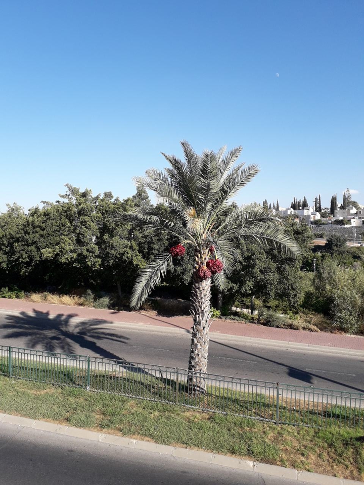 palm