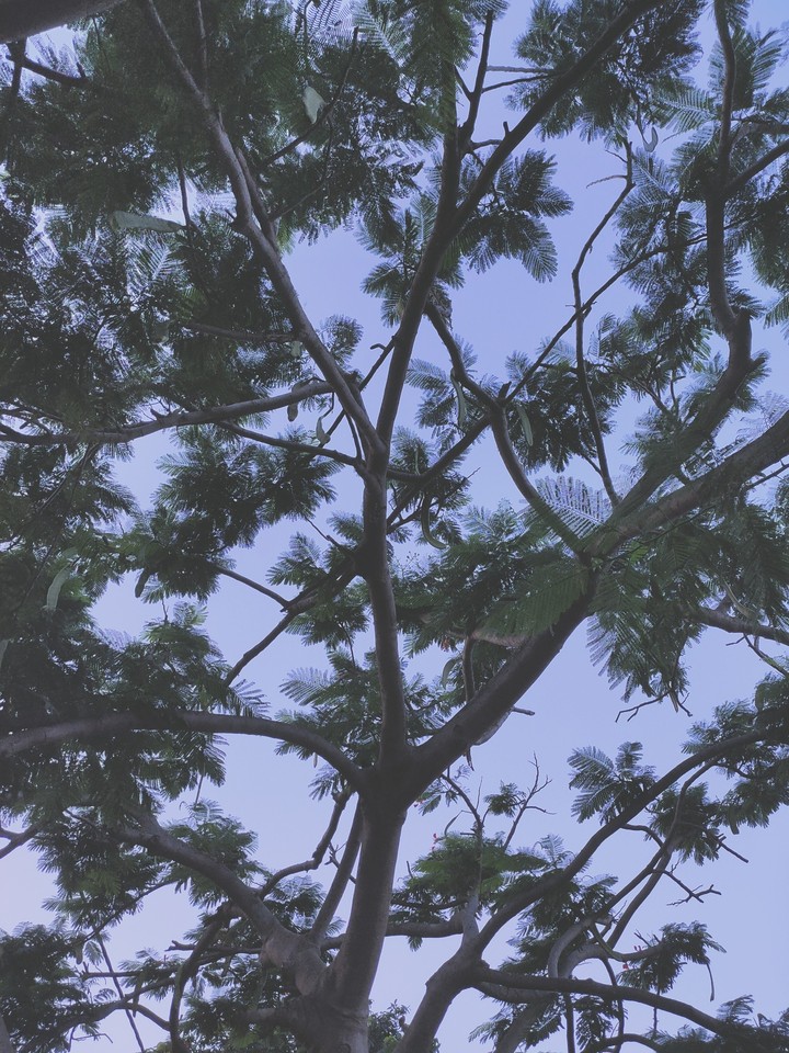 nature
