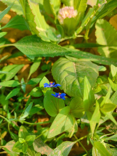 fonds d'écran flower, petal