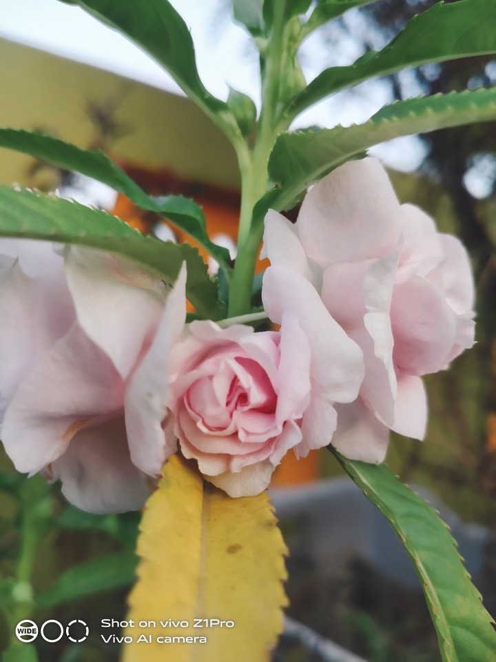flower