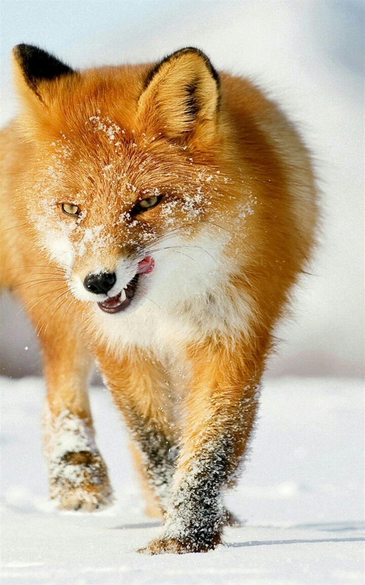 fox