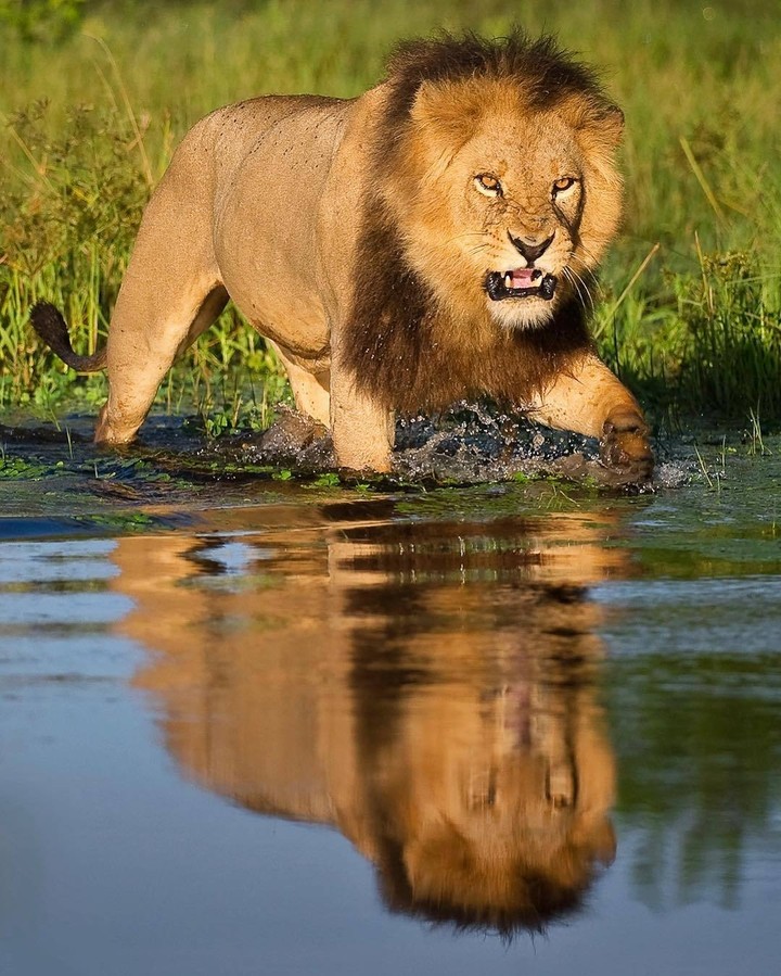 Lion in nature