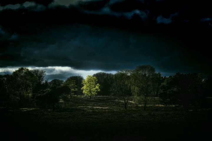 tree