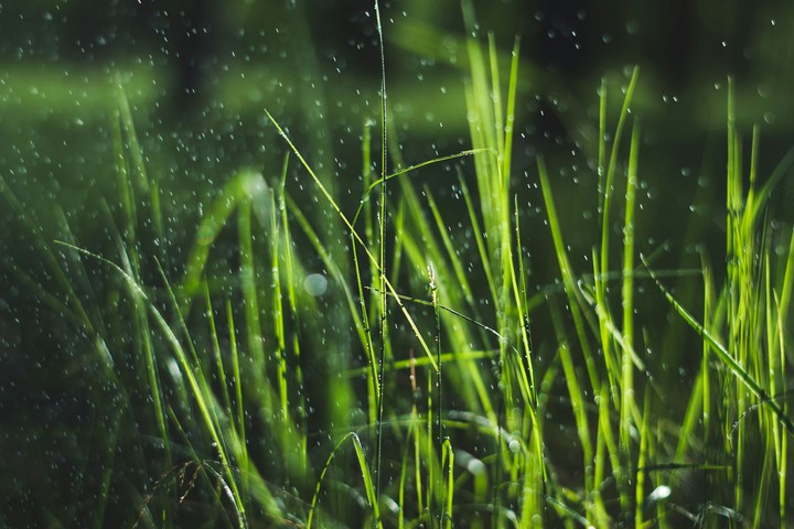 Rain in forest