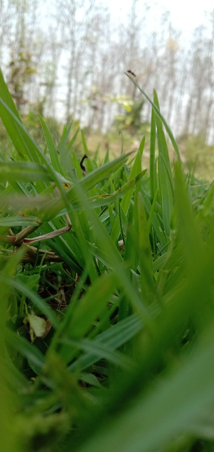 green ghas