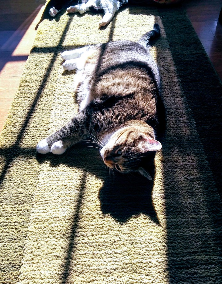 lazy cat