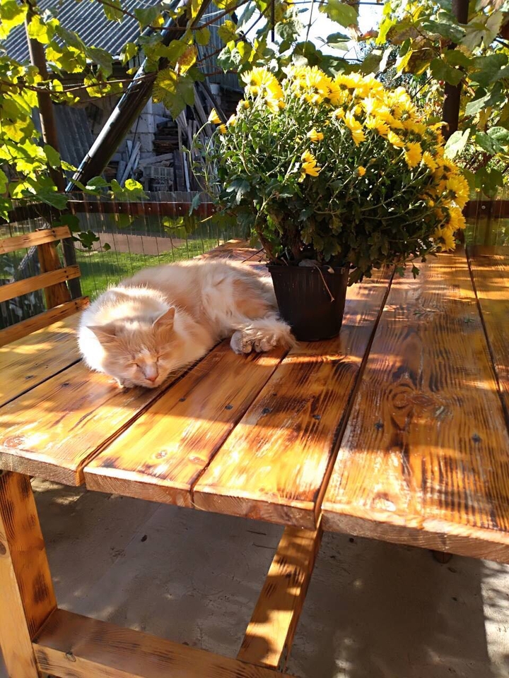 cat