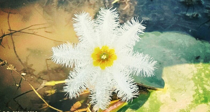 star ....?