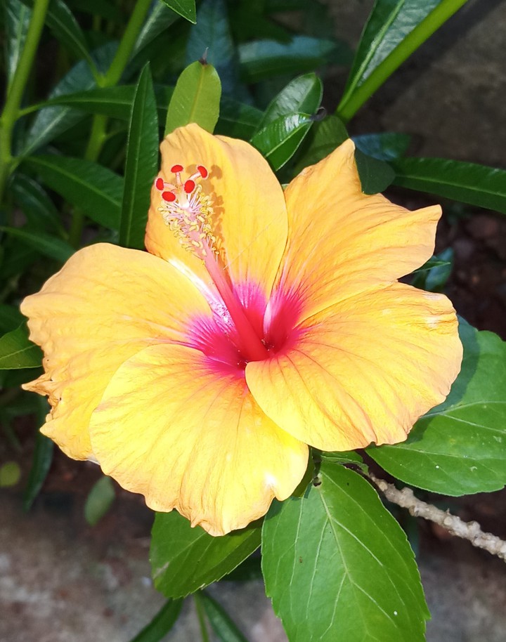 HIBISCUS