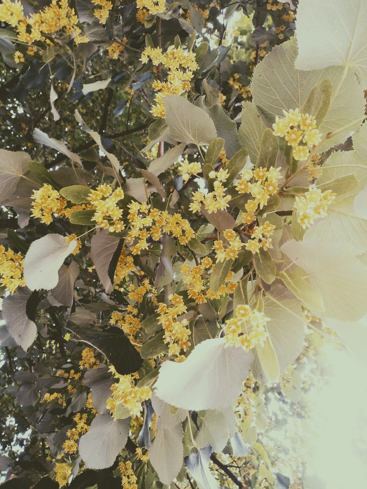 Flowering linden