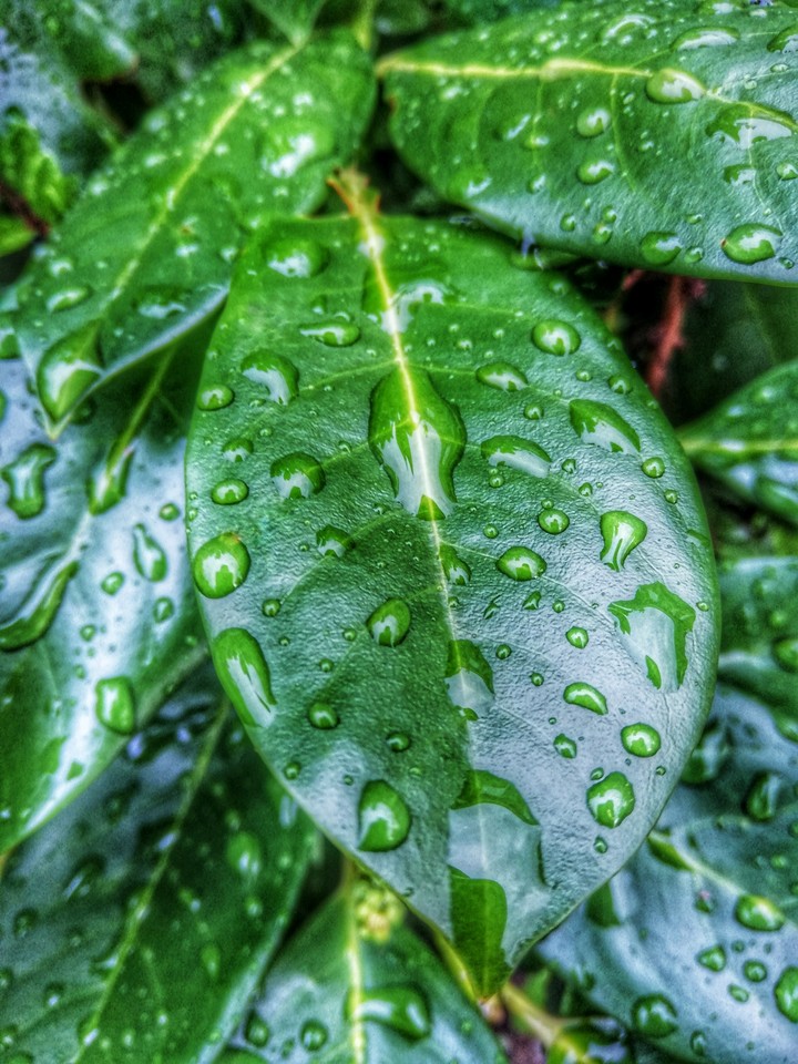 Dew drops on leaves