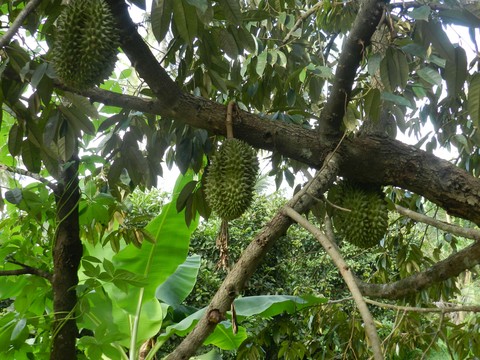 Durian