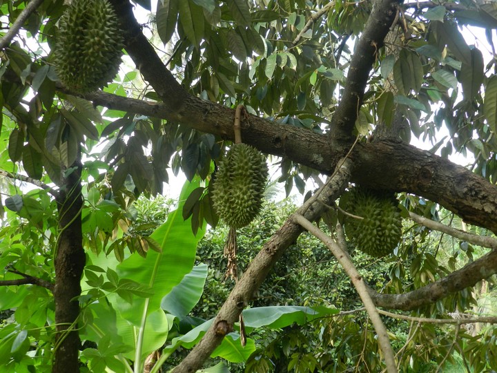 Durian