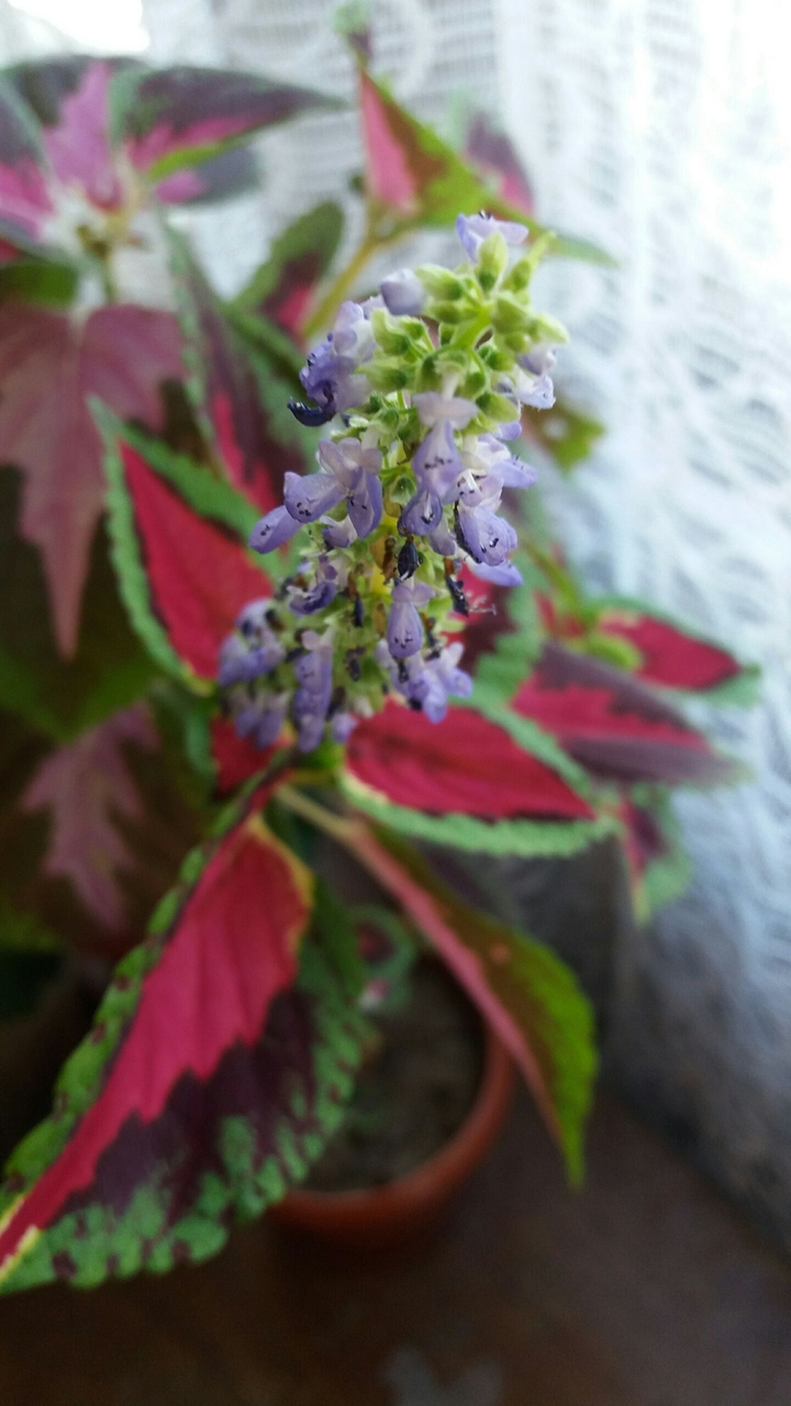 flower
