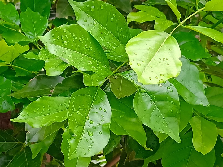 Leaf