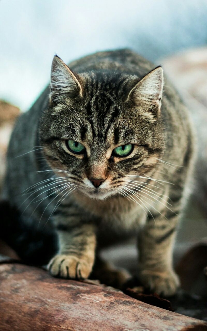 cat