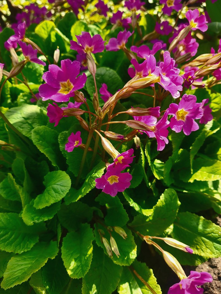 springtime