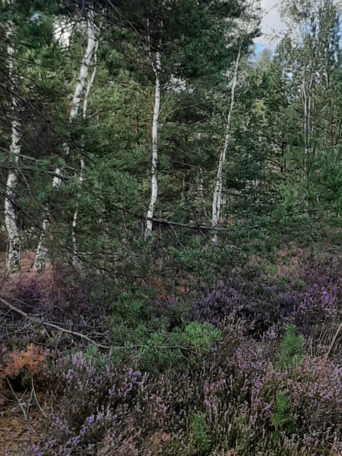 Purple, Sand, Shrubland
