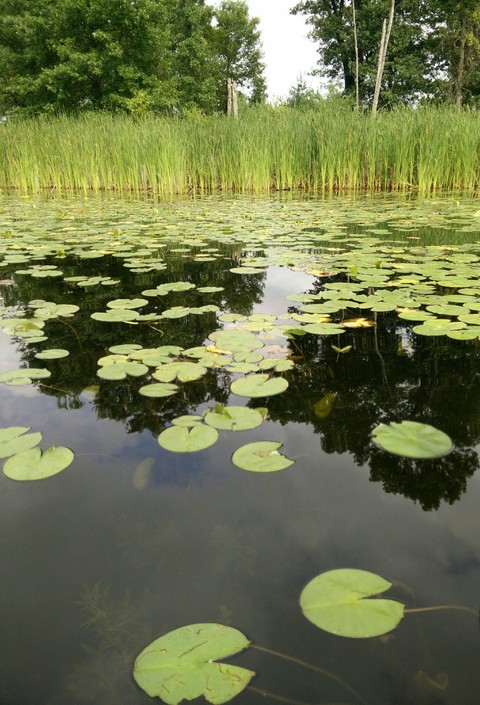 lake with lily pads