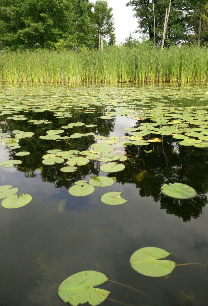 lake with lily pads