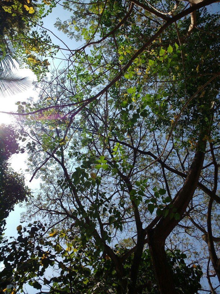 tree's