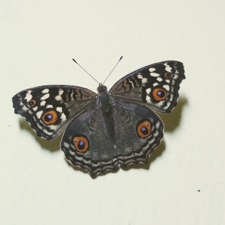 Beautiful Butterfly