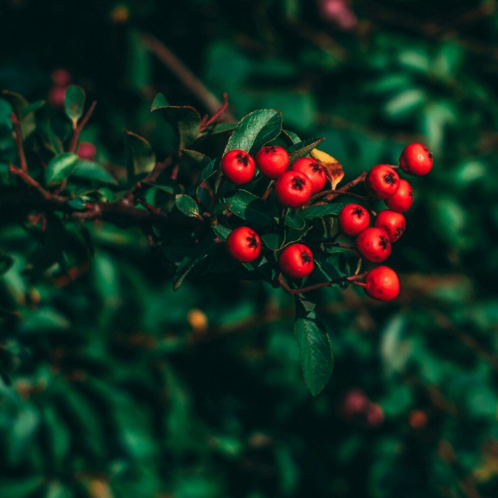 red