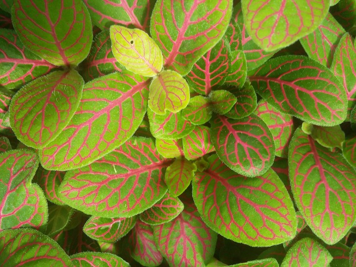 Pink Leaf