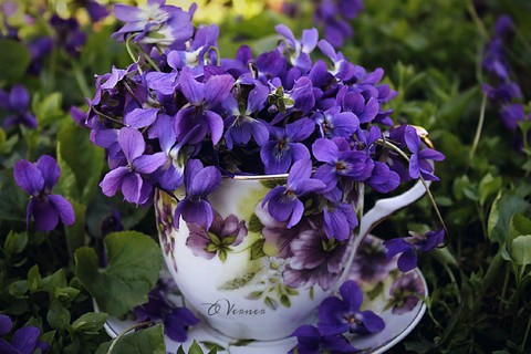spring, flowers壁紙