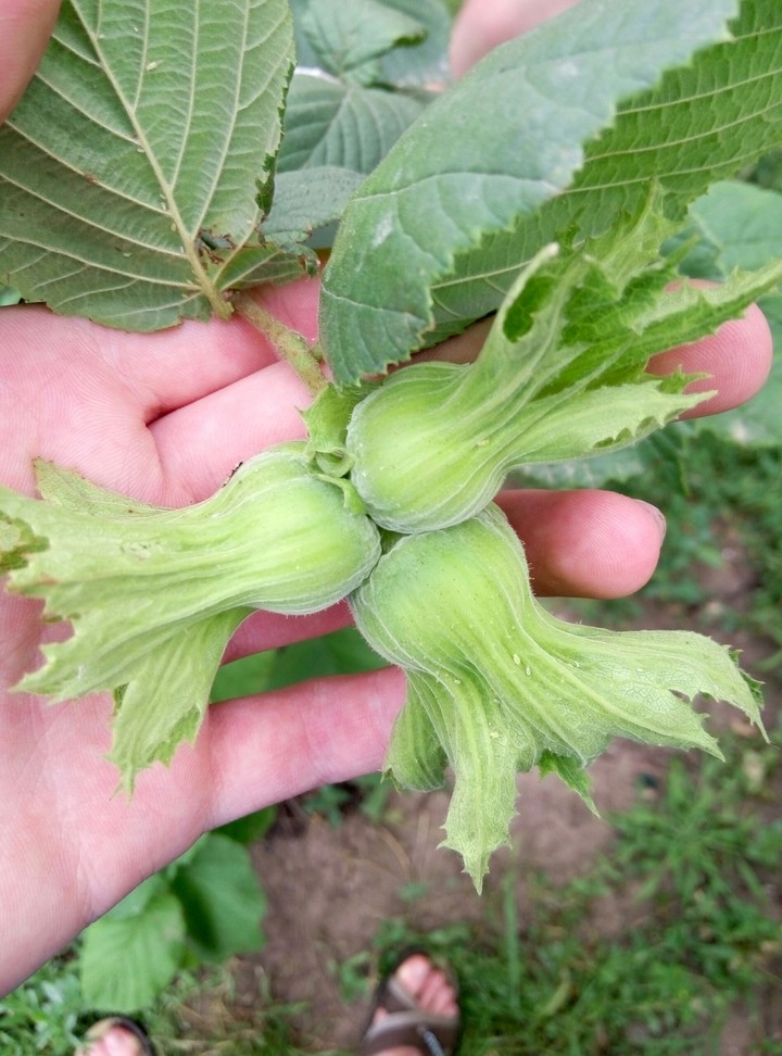 nuts