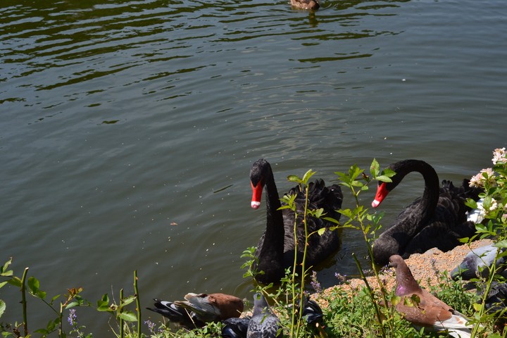 beautiful couple of swans