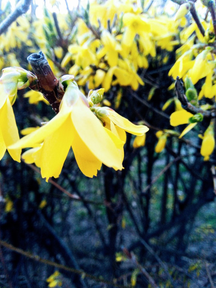 flowers