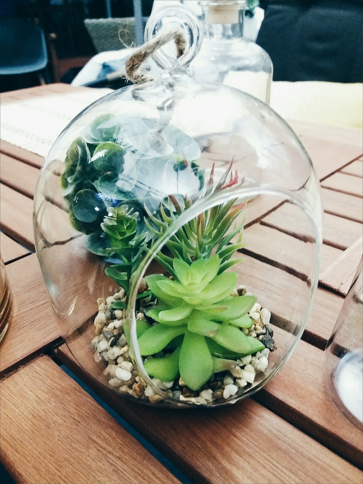plants